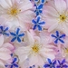bloemen 129 (Small)
