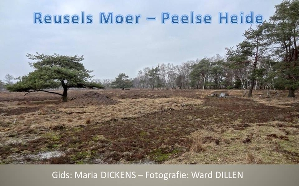 Reusels Moer - Peelse Heide