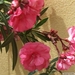 bloemen 459 (Small)