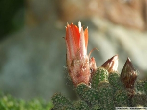 cactus 1 (Small)