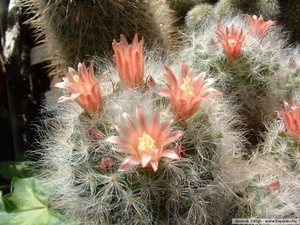 cactus 14 (Small)