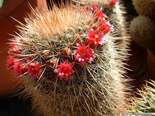 cactus 16 (Small)