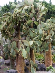 cactus 17 (Small)