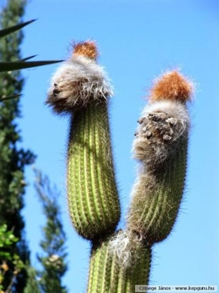 cactus 19 (Small)