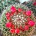 cactus 2 (Small)