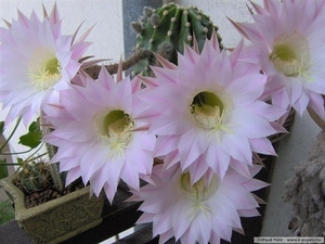 cactus 20 (Small)