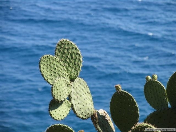 cactus 23 (Small)