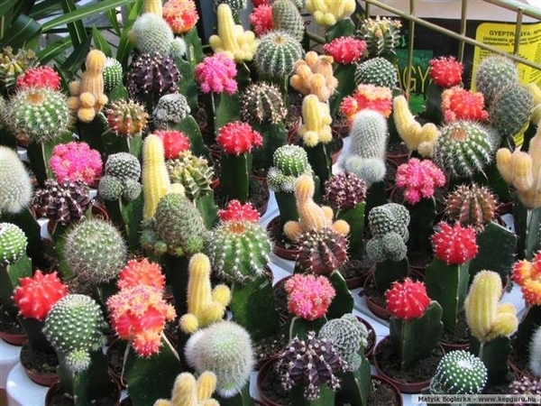 cactus 24 (Small)