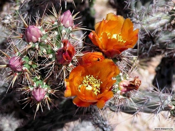 cactus 35 (Small)