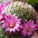 cactus 36 (Small)