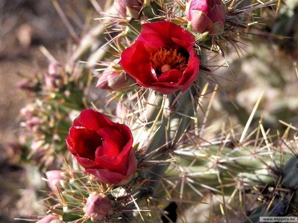 cactus 39 (Small)