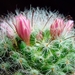cactus 43 (Small)