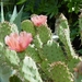 cactus 48 (Small)