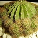 cactus 49 (Small)