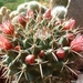 cactus 5 (Small)
