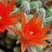 cactus 7 (Small)