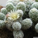 cactus 8 (Small)