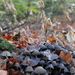 herfst in Te Boelaerpark