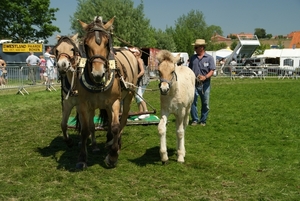 Paarden-Demonstratie