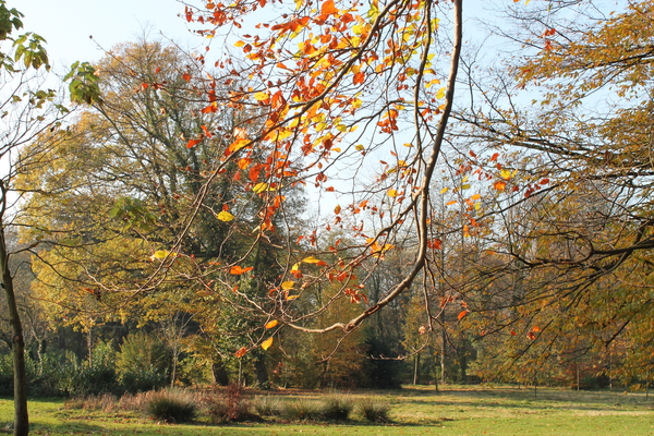 herfst in Te Boelaerpark