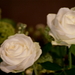 Witte roze