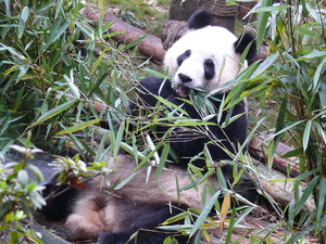 Sichuan, Grote Panda