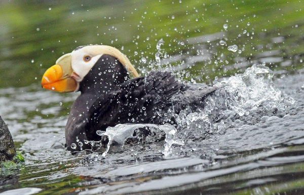 012 Tufted Puffin