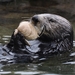 015 Sea Otter