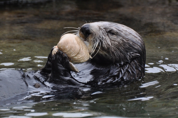 015 Sea Otter