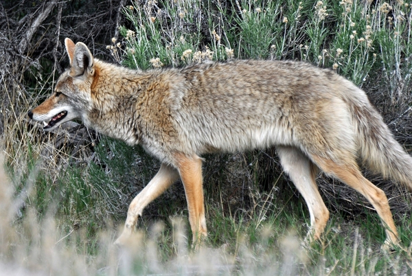 018 Coyote