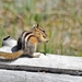 052 Golden-mantled Ground Squirrel