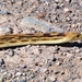 057 Glossy Snake Painted Desert Race