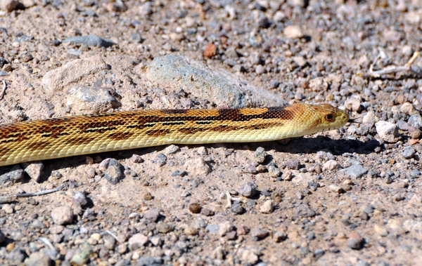 057 Glossy Snake Painted Desert Race