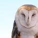 118 (2) Barn Owl