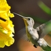 118 (3) Black-chinned Hummingbird Female