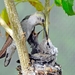 118 (4) Black-chinned Hummingbird Female