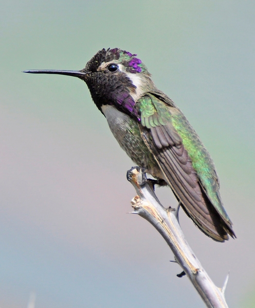 118 (5) Black-chinned Hummingbird Male