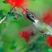 118 (6) Black-chinned Hummingbird Male