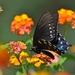 118 (8)Pipevine Swallowtail