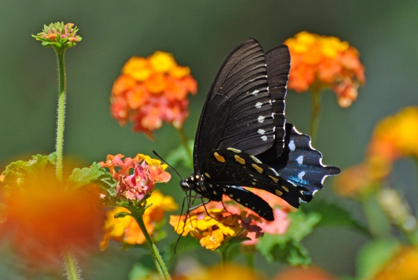 118 (8)Pipevine Swallowtail