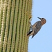 118 (18) Gila Woodpecker