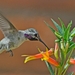 122 Black-chinned Hummingbird Male
