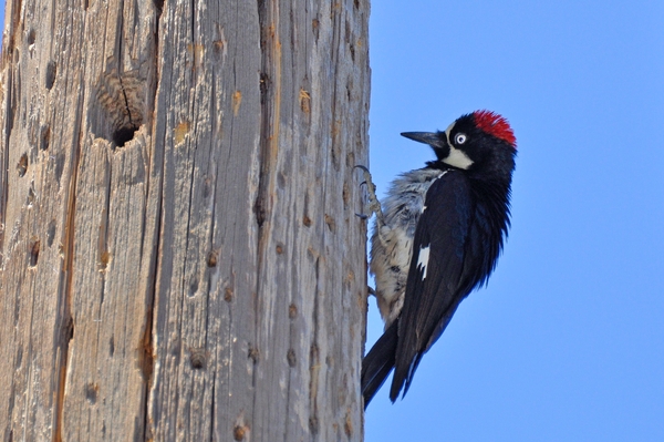 124 Acorn Woodpecker