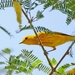 128 Yellow Warbler