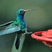 131 Broad-billed Hummingbird