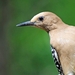 132 Gila Woodpecker