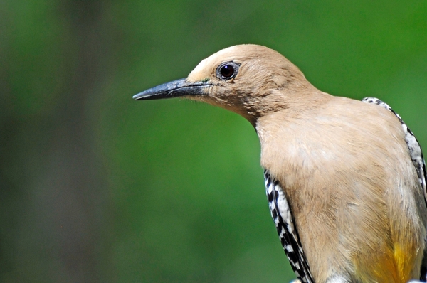 132 Gila Woodpecker