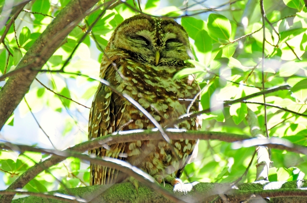 144 Spotted Owl