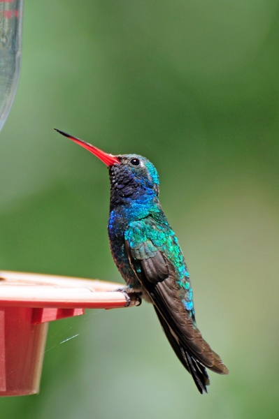 145 Broad-billed Hummingbird