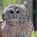 170 Barred Owl